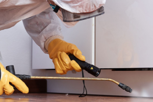 Messie Schädlingsbekämpfung Elmshorn